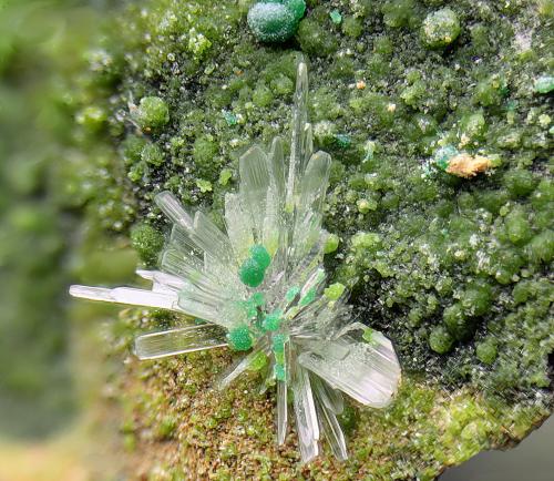 Hemimorfita, duftita y rosasita.<br />Las Minicas, Cerro la Corona, Benahadux, Comarca Metropolitana de Almería, Almería, Andalucía, España<br />Campo de visión 4 mm.<br /> (Autor: Antonio Carmona)