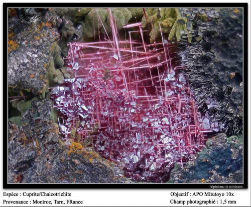 Cuprite<br />Mina Mont-Roc, Mont-Roc, Castres, Tarn, Occitanie, Francia<br />fov 1.5 mm<br /> (Author: ploum)