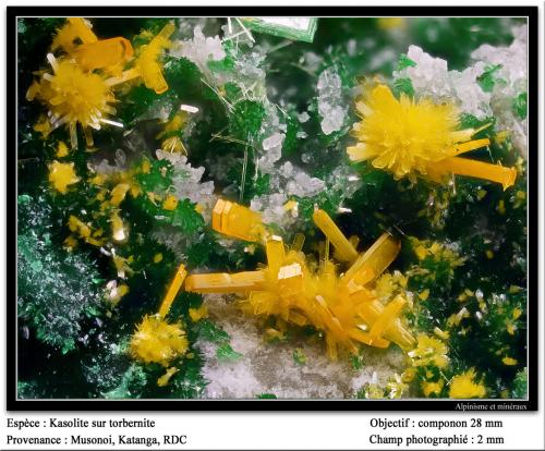 Kasolite, Torbernite<br />Mina Musonoi, Kolwezi, Distrito Kolwezi, Lualaba, Cinturón de cobre de Katanga, Katanga (Shaba), República Democrática del Congo (Zaire)<br />fov 2 mm<br /> (Author: ploum)