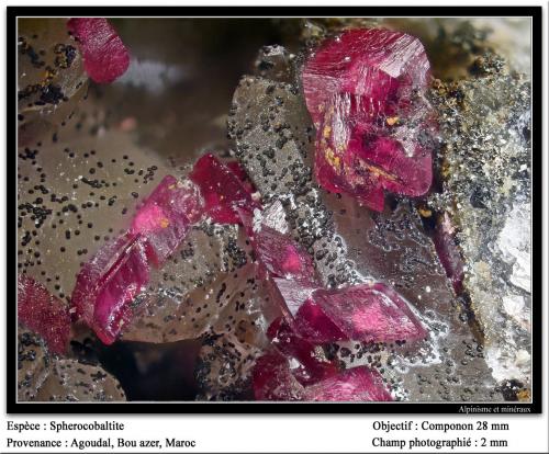 Spherocobaltite<br />Agoudal Centre Quarry, Tansifite, Agdz, Bou Azzer mining district, Zagora Province, Drâa-Tafilalet Region, Morocco<br />fov 2 mm<br /> (Author: ploum)