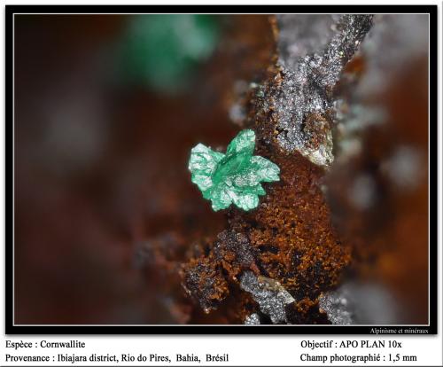 Cornwallite<br />Ibiajara District, Rio do Pires, Bahia, Northeast Region, Brazil<br />fov 1.5 mm<br /> (Author: ploum)