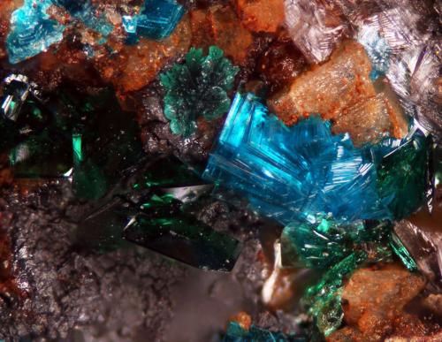 Sampleite and Atacamite<br />Santa Catalina Mine, Caracoles, Sierra Gorda District, Tocopilla Province, Antofagasta Region, Chile<br />FOV of 2,27 mm<br /> (Author: ofarcis)