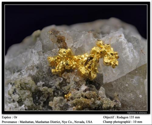 Gold<br />Manhattan, Manhattan District, Nye County, Nevada, USA<br />fov 10 mm<br /> (Author: ploum)