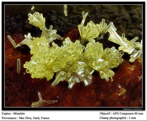 Mimetite<br />Mas Dieu, Mercoirol, Alès, Gard, Occitanie, France<br />fov 3 mm<br /> (Author: ploum)