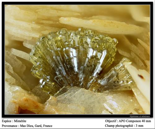 Mimetite<br />Mas Dieu, Mercoirol, Alès, Gard, Occitanie, France<br />fov 3 mm<br /> (Author: ploum)