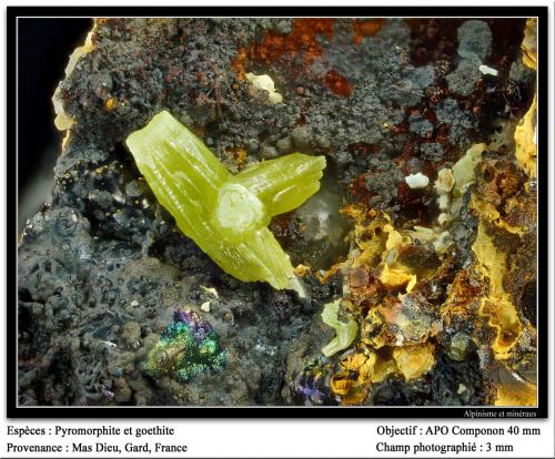 Pyromorphite and goethite<br />Mas Dieu, Mercoirol, Alès, Gard, Occitanie, France<br />fov 3 mm<br /> (Author: ploum)