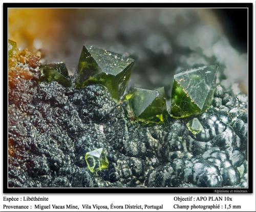 Libethenite<br />Miguel Vacas Mine, Pardais and Conceição Parish, Vila Viçosa, Évora District, Alentejo Central Province, Alentejo Region, Portugal<br />fov 1.5 mm<br /> (Author: ploum)