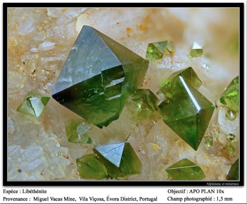 Libethenite<br />Mina Miguel Vacas, Freguesías Pardais y Conceição, Vila Viçosa, Distrito Évora, Província Alentejo Central, Región Alentejo, Portugal<br />fov 1.5 mm<br /> (Author: ploum)