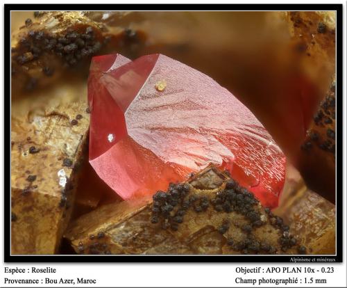 Roselite<br />Bou Azzer mining district, Drâa-Tafilalet Region, Morocco<br />fov 1.5 mm<br /> (Author: ploum)