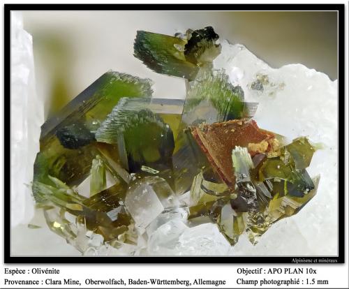 Olivenite<br />Mina Clara, Valle Rankach, Oberwolfach, Wolfach, Selva Negra, Baden-Württemberg, Alemania<br />fov 1.5 mm<br /> (Author: ploum)