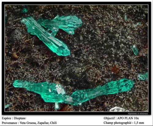 Dioptase<br />Mina Veta Gruesa, Distrito Garín Nuevo, Provincia Copiapó, Región Atacama, Chile<br />fov 1.5 mm<br /> (Author: ploum)