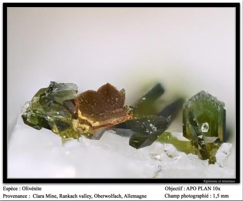 Olivenite<br />Clara Mine, Rankach Valley, Oberwolfach, Wolfach, Black Forest, Baden-Württemberg, Germany<br />fov 1.5 mm<br /> (Author: ploum)