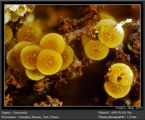 Cacoxenite<br />Fumade, Castelnau-de-Brassac, Tarn, Occitanie, France<br />fov 1.5 mm<br /> (Author: ploum)