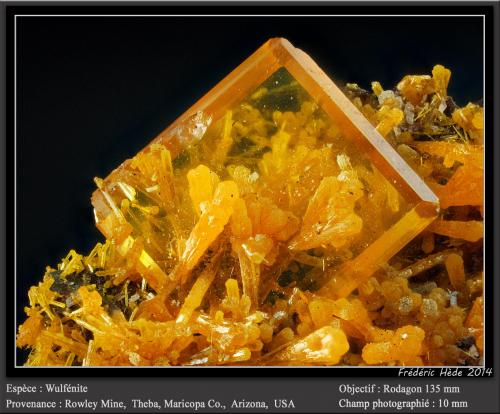 Wulfenite<br />Rowley Mine, Theba, Painted Rock District, Painted Rock Mountains, Maricopa County, Arizona, USA<br /><br /> (Author: ploum)