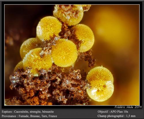 Cacoxenite, Beraunite and Strengite<br />Fumade, Castelnau-de-Brassac, Tarn, Occitanie, France<br />fov 1.5 mm<br /> (Author: ploum)