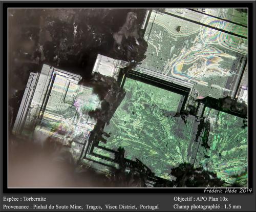 Torbernite<br />Mina Pinhal do Souto, Tragos, Chãs de Tavares, Mangualde, Distrito Viseu, Dão-Lafões, Centro, Portugal<br />fov 1.5 mm<br /> (Author: ploum)