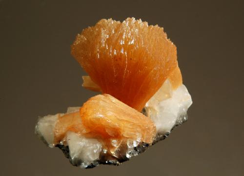 Stilbite<br />Two Islands, Bay of Fundy, Parrsboro, Cumberland County, Nova Scotia, Canada<br />2.1 x 2.5 cm<br /> (Author: crosstimber)