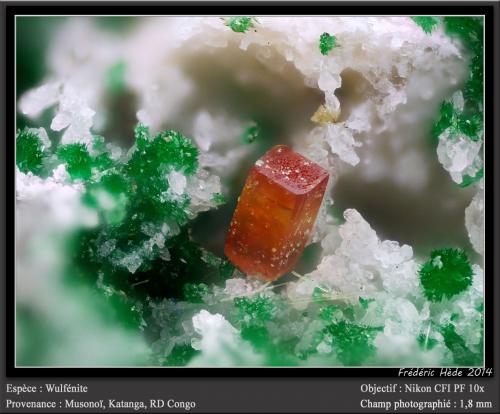 Wulfenite<br />Musonoi Mine, Kolwezi, Kolwezi District, Lualaba, Katanga Copper Crescent, Katanga (Shaba), Democratic Republic of the Congo (Zaire)<br />fov 1.8 mm<br /> (Author: ploum)