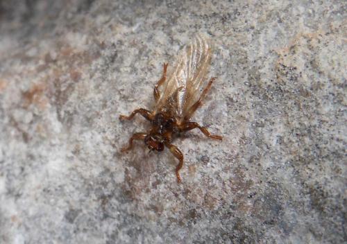 Stonefly, 6mm long, from NW Scotland. They are abundant in some places, in the month of September. (Author: Mike Wood)