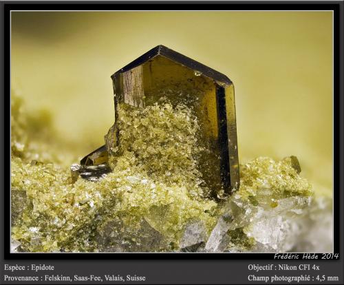 Epidote<br />Felskinn, Fee Glacier, Saas Fee, Saas Valley, Zermatt - Saas Fee, Wallis (Valais), Switzerland<br />fov 4.5 mm<br /> (Author: ploum)