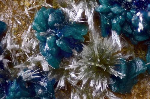 Clinoatacamita y Olivenita<br />Cuesta Alta Mine, Cerro Minado, Huércal-Overa, Comarca Levante Almeriense, Almería, Andalusia, Spain<br />Campo de visión 2 mm<br /> (Autor: Juan Miguel)