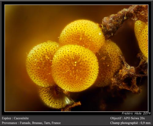 Cacoxenite<br />Fumade, Castelnau-de-Brassac, Tarn, Occitanie, France<br />fov 0,9 mm<br /> (Author: ploum)