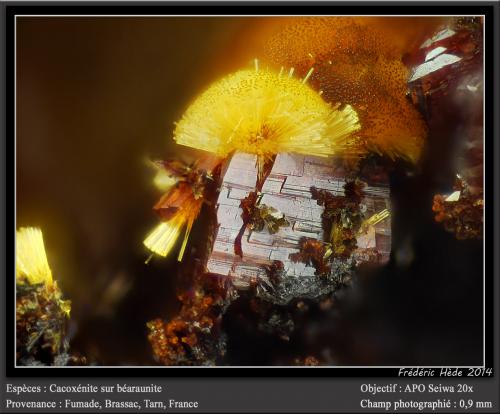 Cacoxenite, Beraunite<br />Fumade, Castelnau-de-Brassac, Tarn, Occitanie, France<br />fov 0.9 mm<br /> (Author: ploum)