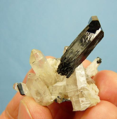 Foitite (Tourmaline Group) on Quartz<br />Erongo Mountain, Usakos, Erongo Region, Namibia<br />39 x 33 x 30 mm<br /> (Author: Pierre Joubert)