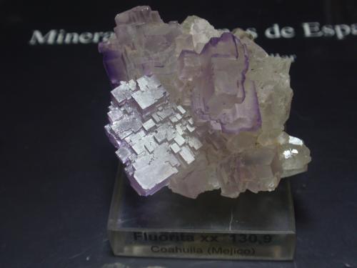 Fluorita<br />Mina Tule, Melchor Múzquiz, Municipio Melchor Múzquiz, Coahuila (Coahuila de Zaragoza), México<br />40x40 mm<br /> (Autor: Ignacio)