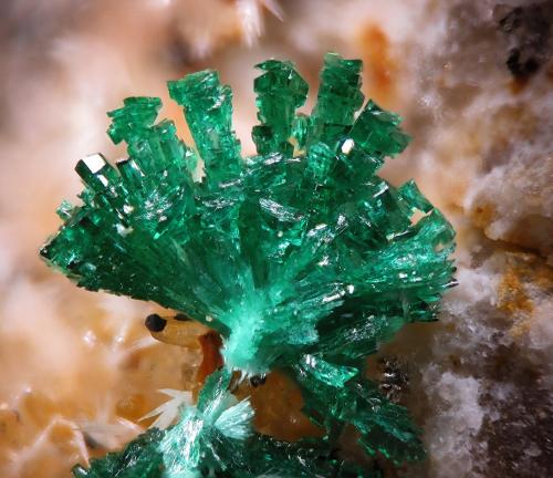 Malachite<br />Sol Mine, Cerro de los Guardias, Rodalquilar, Níjar, Comarca Metropolitana de Almería, Almería, Andalusia, Spain<br />fov 2 mm<br /> (Author: Rewitzer Christian)