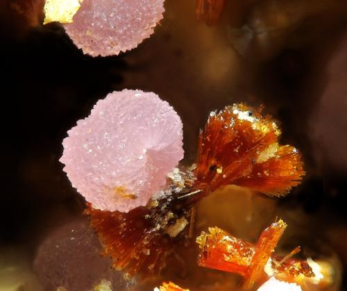 Strengite on Beraunite<br />Folgosinho, Gouveia, Distrito Guarda, Región Centro, Portugal<br />fov 1.5 mm<br /> (Author: Rewitzer Christian)