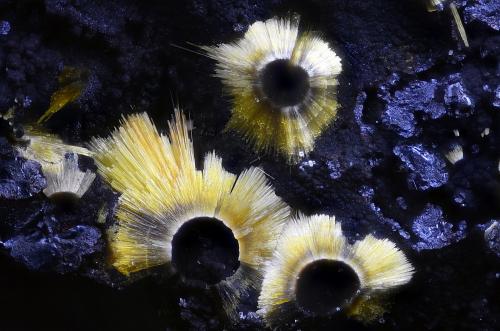 Cacoxenita<br />Wilson Springs (Potash Sulfur Springs), Garland County, Arkansas, USA<br />Campo de visión 2,2 mm.<br /> (Autor: Juan Miguel)