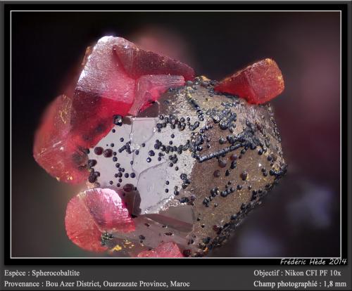 Spherocobaltite<br />Agoudal Mines, Tansifite, Agdz, Bou Azzer mining district, Zagora Province, Drâa-Tafilalet Region, Morocco<br />fov 1.8 mm<br /> (Author: ploum)