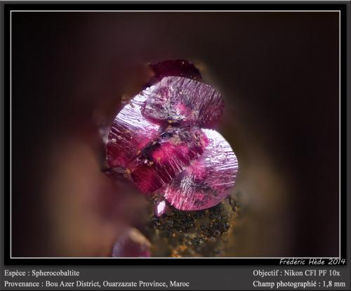 Spherocobaltite<br />Agoudal Mines, Tansifite, Agdz, Bou Azzer mining district, Zagora Province, Drâa-Tafilalet Region, Morocco<br />fov 1.8 mm<br /> (Author: ploum)