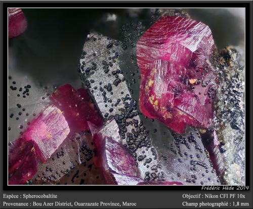 Spherocobaltite<br />Agoudal Mines, Tansifite, Agdz, Bou Azzer mining district, Zagora Province, Drâa-Tafilalet Region, Morocco<br />fov 1.8 mm<br /> (Author: ploum)