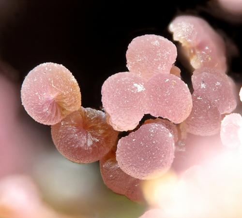Strengita<br />Folgosinho, Gouveia, Guarda District, Centro Region, Portugal<br />fov 1.3 mm<br /> (Autor: Rewitzer Christian)