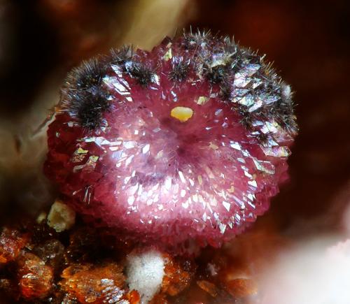 Variscita<br />Boa Vista (Eduardo) Mine, Conselheiro Pena, Vale do Rio Doce, Minas Gerais, Brazil<br />fov 2 mm<br /> (Autor: Rewitzer Christian)