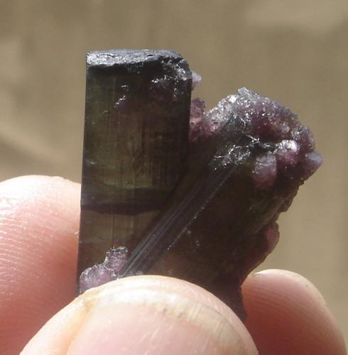 Elbaita (variedad indicolita) (Grupo Turmalina) y lepidolita<br />Parelhas, Caicó, Rio Grande do Norte, Brazil<br />3 x 2,6 x 1 cm<br /> (Autor: Anisio Claudio)