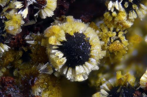 Cacoxenita<br />Cantera La Lande, Plumelin, Pontivy, Morbihan, Bretaña/Bretagne, Francia<br />Campo de visión 1 mm.<br /> (Autor: Juan Miguel)