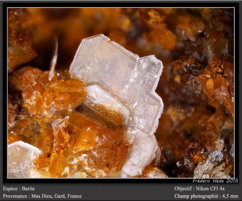 Barite<br />Mas Dieu, Mercoirol, Alès, Gard, Occitanie, France<br />fov4.5 mm<br /> (Author: ploum)