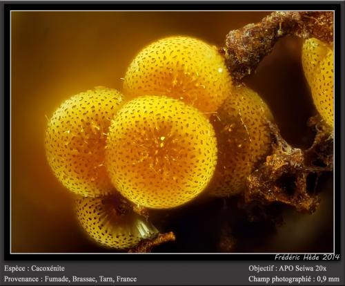 Cacoxenite<br />Fumade, Castelnau-de-Brassac, Tarn, Occitanie, France<br />fov 0.9 mm<br /> (Author: ploum)