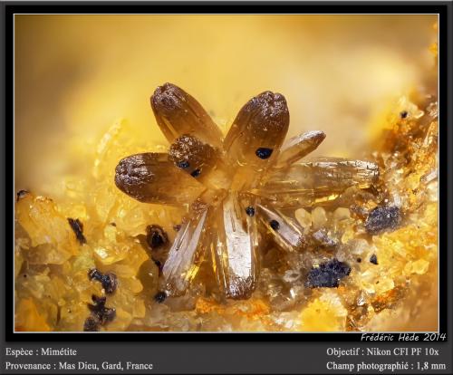 Mimetite<br />Mas Dieu, Mercoirol, Alès, Gard, Occitanie, France<br />fov 1.8 mm<br /> (Author: ploum)