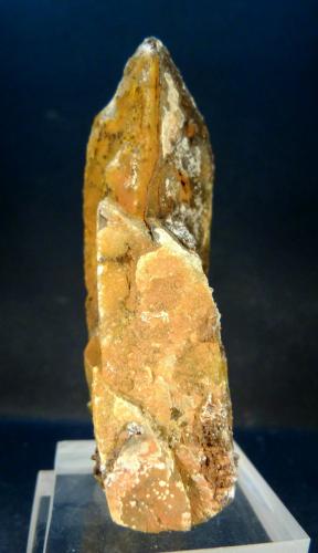 Celestina<br />Sierra Cabeçó d'Or, Municipio Busot, Comarca Campo de Alicante, Alicante / Alacant, Comunidad Valenciana / Comunitat Valenciana, España<br />4,5 x 2,5 x 8 cm.<br /> (Autor: Felipe Abolafia)