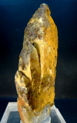 Celestina<br />Sierra Cabeçó d'Or, Municipio Busot, Comarca Campo de Alicante, Alicante / Alacant, Comunidad Valenciana / Comunitat Valenciana, España<br />4,5 x 2,5 x 8 cm.<br /> (Autor: Felipe Abolafia)