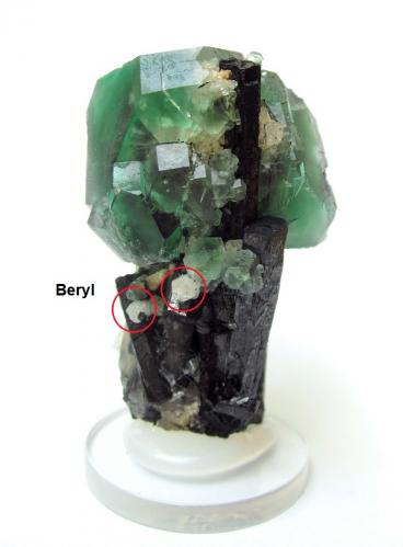 Fluorite, quartz, schorl, beryl (backside)<br />Davib East Farm 61 (Davib Ost Farm), Karibib District, Erongo Region, Namibia<br />Specimen height 6,5 cm, fluorite measures 4 cm, quartz 6 cm, largest schorls 6 cm<br /> (Author: Tobi)