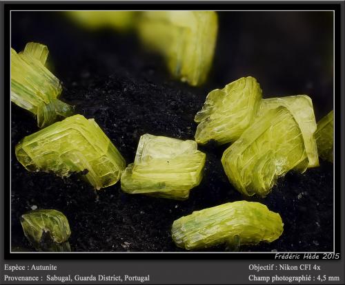 Autunite<br />Sabugal, Guarda District, Centro Region, Portugal<br />fov 4.5 mm<br /> (Author: ploum)