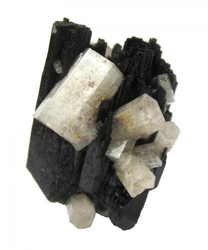 Beryl (variety goshenite) on schorl<br />Monte Erongo, Usakos, Región Erongo, Namibia<br />Largest beryl 13 mm, specimen height 4 cm<br /> (Author: Tobi)