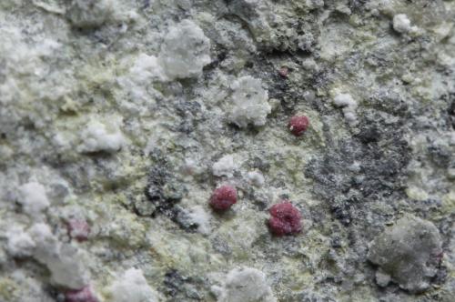 Annabergita cobaltífera<br />Pedrera Tamariu, Martorell, Comarca Baix Llobregat, Barcelona, Cataluña / Catalunya, España<br />5 x 4 x 3 cm<br /> (Autor: karbu8)
