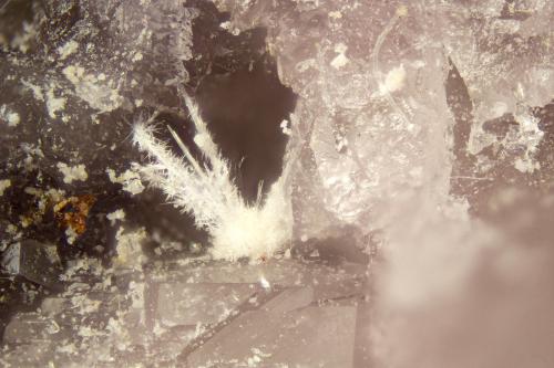 Lintisite<br />Cantera Poudrette, Mont Saint-Hilaire, La Vallée-du-Richelieu RCM, Montérégie, Québec, Canadá<br />FOV = 2mm<br /> (Author: Doug)