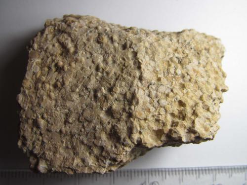 Caliza oolítica<br /><br />5''5 x 4''5 cm.<br /> (Autor: prcantos)
